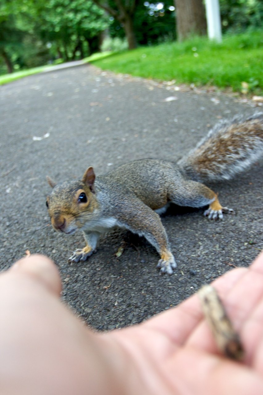 🐿️ 킨카산 다람쥐 마을 (기후 킨카잔 리스무라) 이미지 6